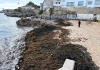 Rugulopteryx okamurae Invasive Seaweed: AI-Powered EO4RO Project Targets Coastal Protection in Portugal Rugulopteryx okamurae Invasive Seaweed