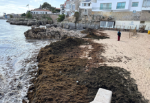 Rugulopteryx okamurae Invasive Seaweed: AI-Powered EO4RO Project Targets Coastal Protection in Portugal Rugulopteryx okamurae Invasive Seaweed