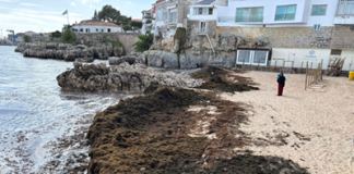 Rugulopteryx okamurae Invasive Seaweed: AI-Powered EO4RO Project Targets Coastal Protection in Portugal Rugulopteryx okamurae Invasive Seaweed