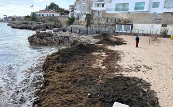 Rugulopteryx okamurae Invasive Seaweed: AI-Powered EO4RO Project Targets Coastal Protection in Portugal Rugulopteryx okamurae Invasive Seaweed