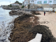 Rugulopteryx okamurae Invasive Seaweed: AI-Powered EO4RO Project Targets Coastal Protection in Portugal Rugulopteryx okamurae Invasive Seaweed